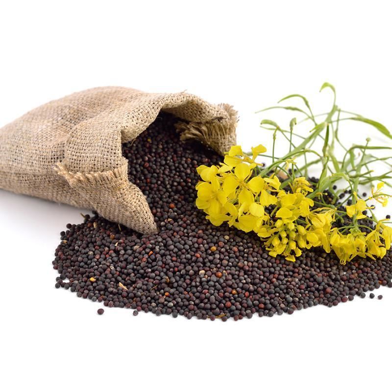 Buy Rapeseed Online